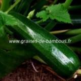 Courgette verte des maraichers graines referencement