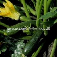 Courgette verte des maraichers www graines de bambous fr
