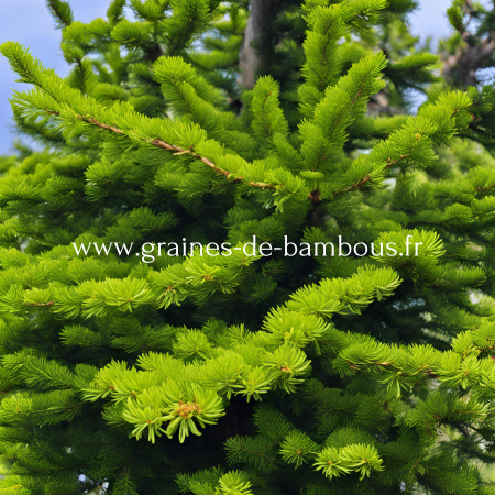 Cryptomeria japonica www graines de bambous fr