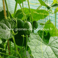Cucamelon www graines de bambous fr 1 