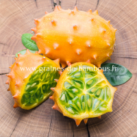 Cucumis metuliferus concombre kiwano www graines de bambous fr