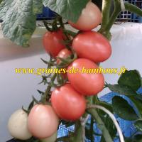 Culture tomate thai rose en serre