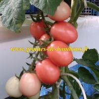 Culture tomate thai rose en serre