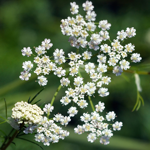 Graines de Cumin de son nom latin Cuminum cyminum