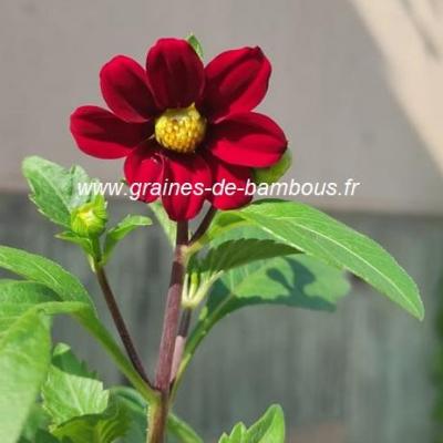 Dahlia nain violet red réf.233