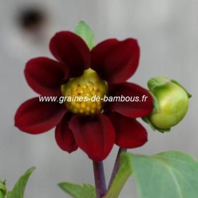 Dahlia violet red 4