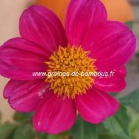 Dahlia violet red