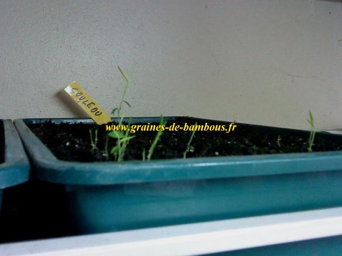 debut-de-germination-du-bambou-chusquea-couleou-www-graines-de-bambous-fr.jpg