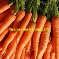 Demi longue nantaise graines de carotte