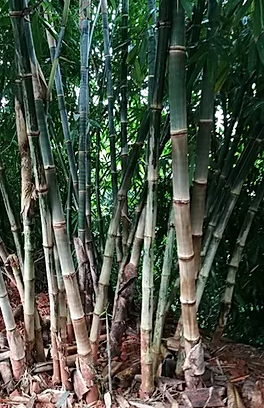 Dendrocalamus Giganteus: Un Bambou Géant Non Traçant ! - Bambou en