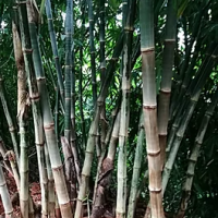 Dendrocalamus asper s1 yunnan graines de bambous fr 1