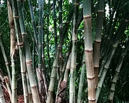 Dendrocalamus asper s1 yunnan graines de bambous fr 1