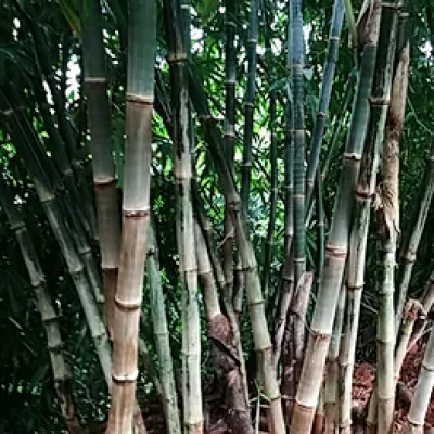 Dendrocalamus asper s1 yunnan graines de bambous fr