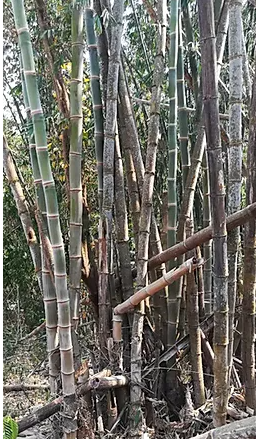 30 graines de bambou Dendrocalamus asper