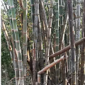 Dendrocalamus asper s2 myanmar graines de bambous fr