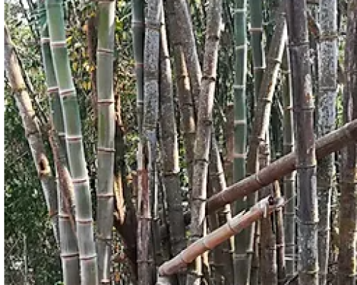 Dendrocalamus asper s2 myanmar graines de bambous fr