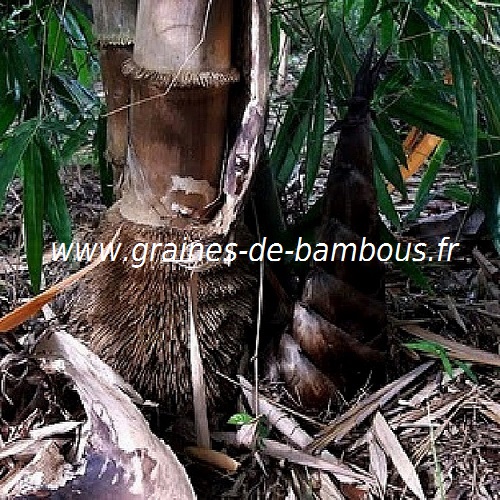 dendrocalamus-asper-www-graines-de-bambous-fr-1-1.jpg