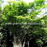 dendrocalamus-asper-www-graines-de-bambous-fr-2-1.jpg