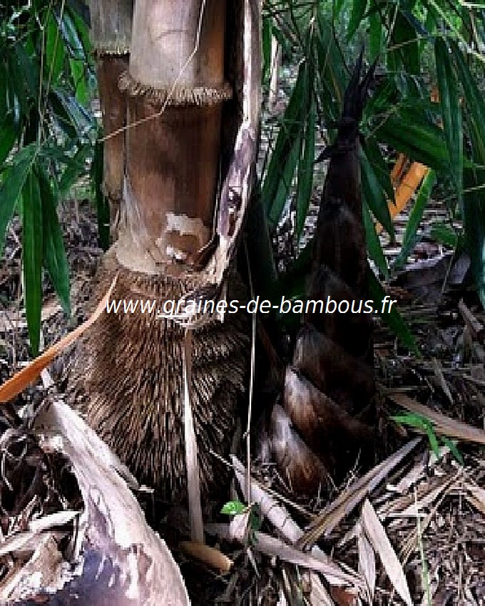dendrocalamus-asper-www-graines-de-bambous-fr-2.jpg
