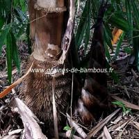 dendrocalamus-asper-www-graines-de-bambous-fr-2.jpg