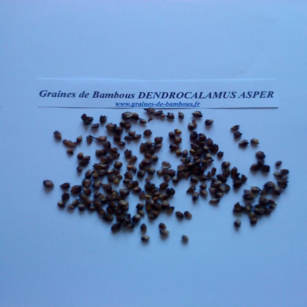 dendrocalamus-asper-www-graines-de-bambous-fr.jpg