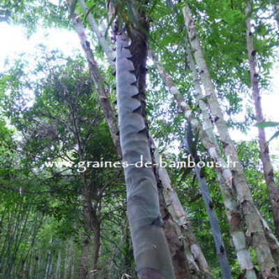 Dendrocalamus barbatus graines de bambous fr