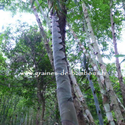 Dendrocalamus Barbatus réf.337