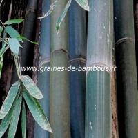 dendrocalamus-calostachyus-www-graines-de-bambous-fr-1.jpg
