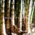 Dendrocalamus giganteus 50 graines de bambous fr 1