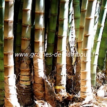Dendrocalamus giganteus 50 graines de bambous fr