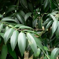 Dendrocalamus maximuslamina feuilles