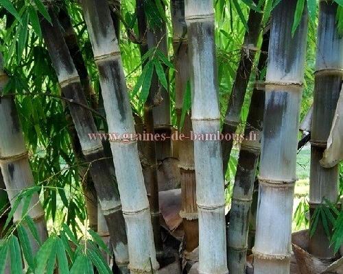 Dendrocalamus maximuslamina