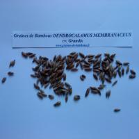 dendrocalamus-membranaceus-cv-grandis-www-graines-de-bambous-fr-1.jpg