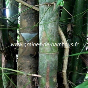 Dendrocalamus membranaceus graines