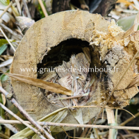 Dendrocalamus membranaceus super form www graines de bambous fr 1 