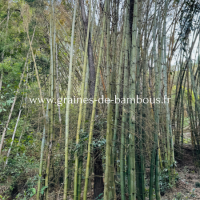 Dendrocalamus membranaceus super form www graines de bambous fr 2 