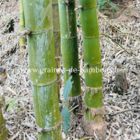 Dendrocalamus membranaceus super form www graines de bambous fr 4