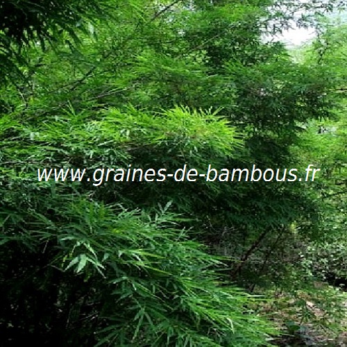 dendrocalamus-membranaceus-ww-graines-de-bambous-fr.jpg