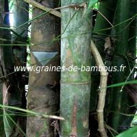 dendrocalamus-membranaceus-www-graines-de-bambous-fr-1.jpg