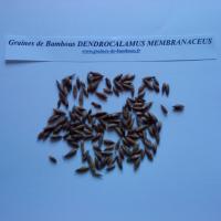 dendrocalamus-membranaceus-www-graines-de-bambous-fr-3.jpg