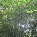 Dendrocalamus peculiaris graines de bambous fr