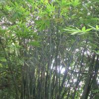 Dendrocalamus peculiaris graines de bambous fr