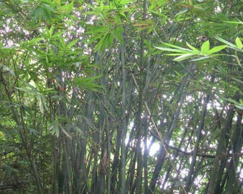 Dendrocalamus peculiaris graines de bambous fr