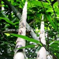 Dendrocalamus semiscandens graines de bambous fr
