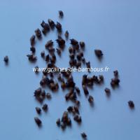 dendrocalamus-semiscandens-graines-www-graines-de-bambous-fr.jpg