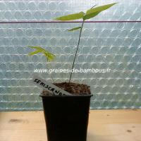 dendrocalamus-semiscandens-petit-plant-www-graines-de-bambous-fr.jpg