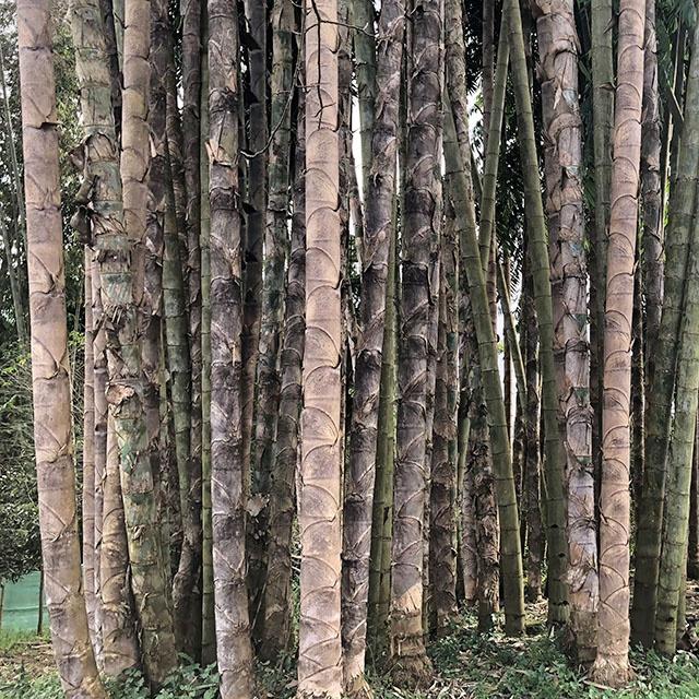 Dendrocalamus sinicus graines de bambous 2