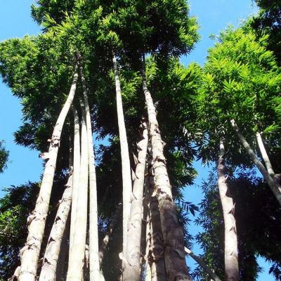 Dendrocalamus sinicus graines de bambous 3