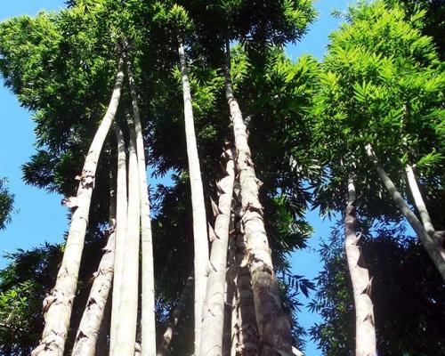 Dendrocalamus sinicus graines de bambous 3