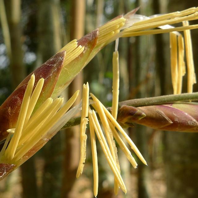 Dendrocalamus sinicus graines de bambous